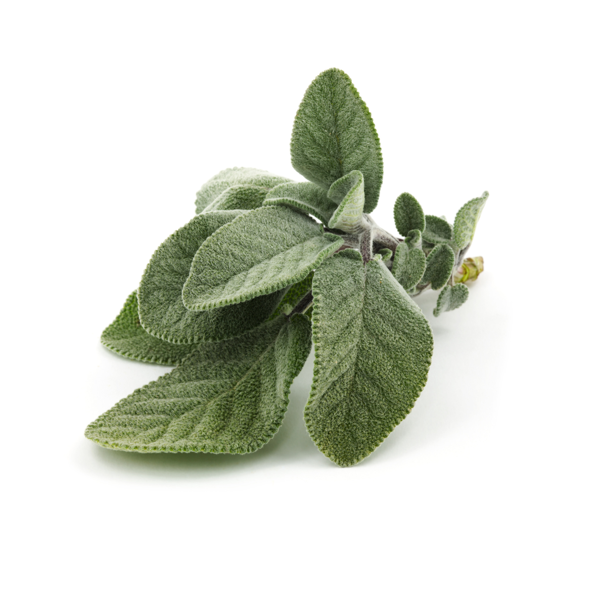 Clary Sage Essential Oil