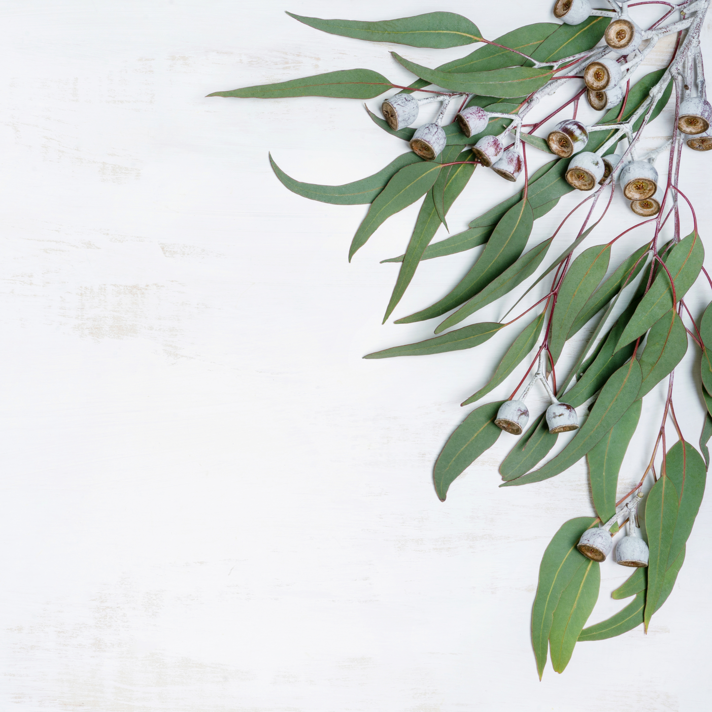 Eucalyptus Essential Oil