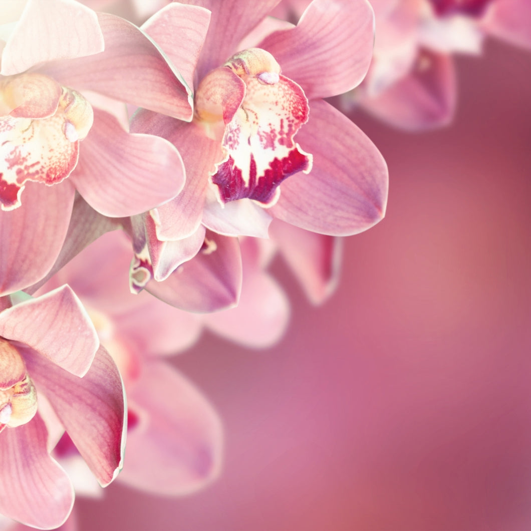 Frangipani & Orchid Fragrance Oil