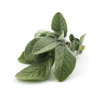 Clary Sage Essential Oil