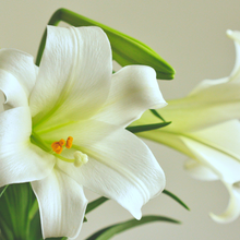 Load image into Gallery viewer, Christmas Lily Fragrance Oil
