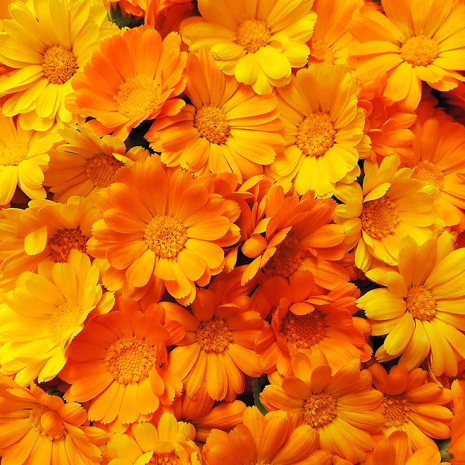 Calendula Infused Oil